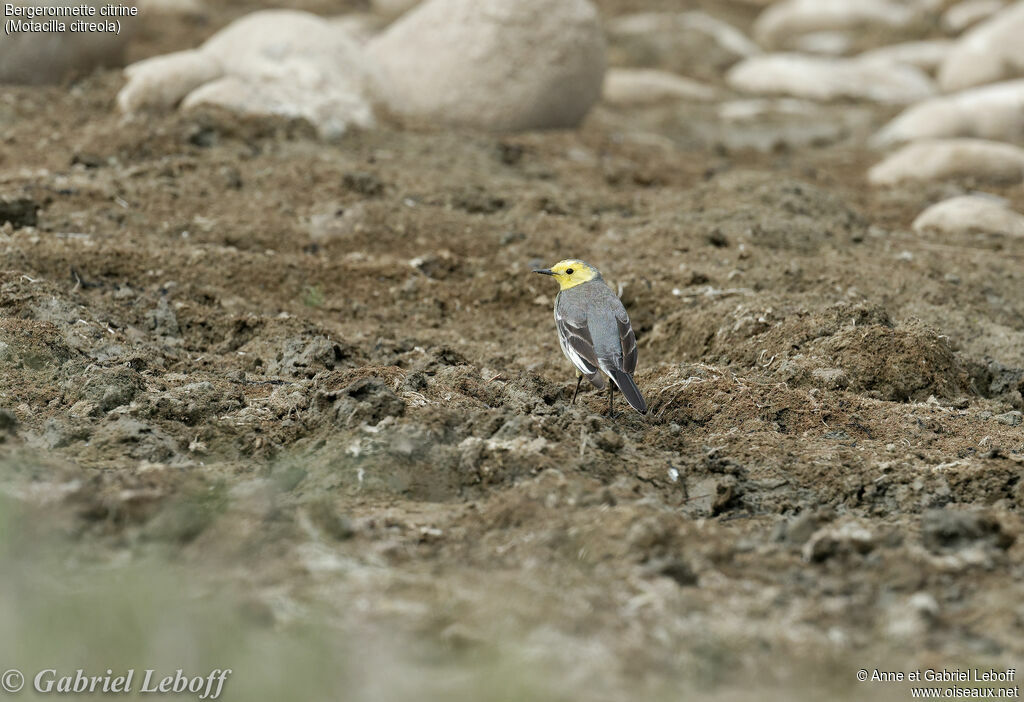 Citrine Wagtail