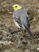 Citrine Wagtail