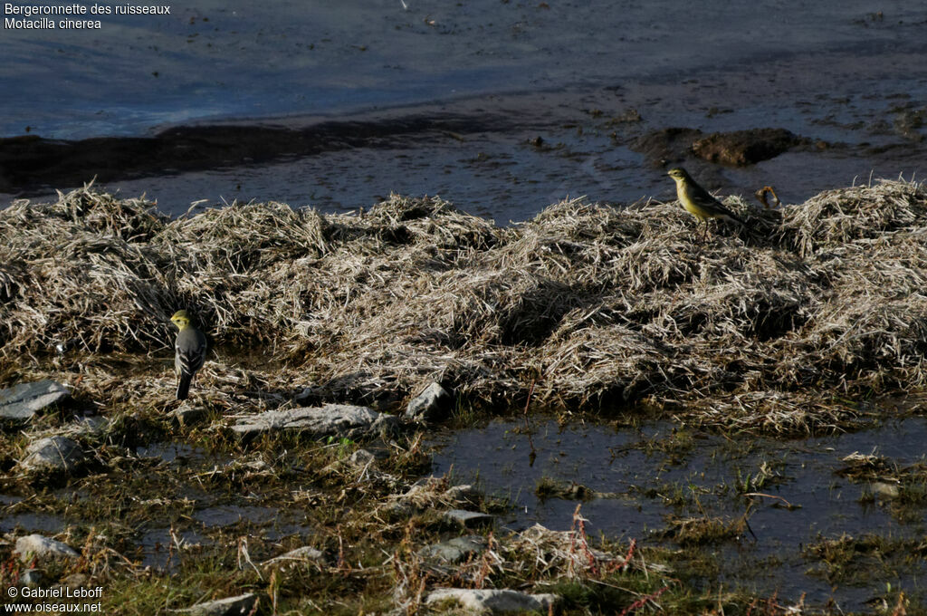 Grey Wagtail