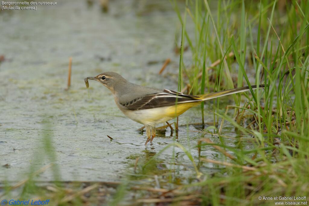 Grey Wagtail