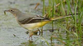 Grey Wagtail