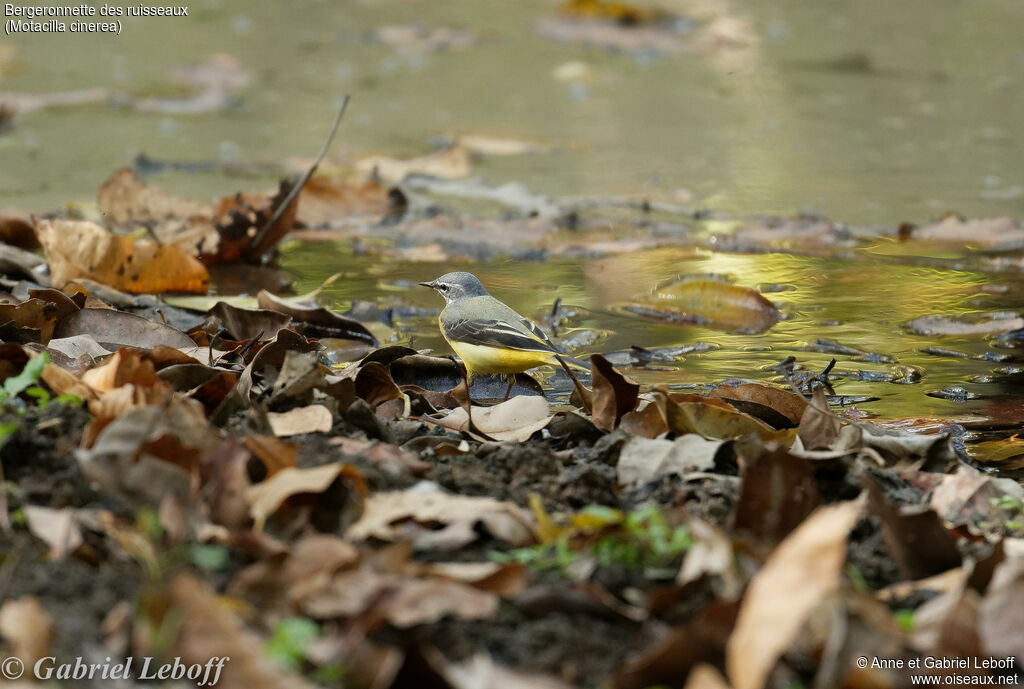 Grey Wagtail