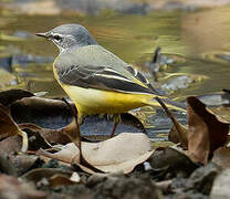 Grey Wagtail