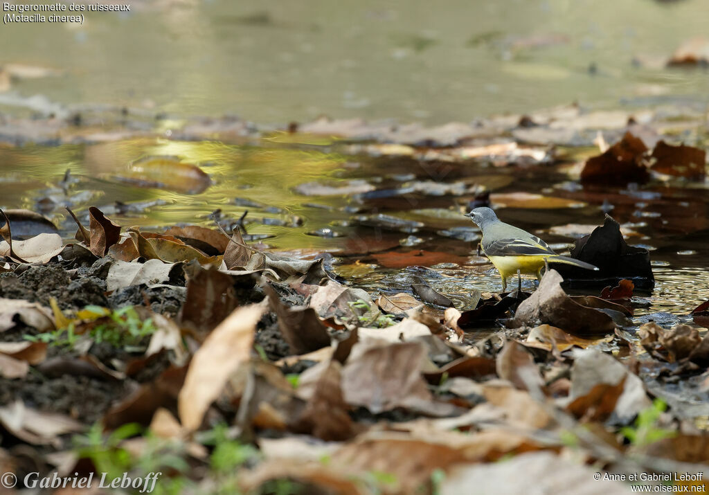 Grey Wagtail