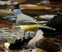 Grey Wagtail