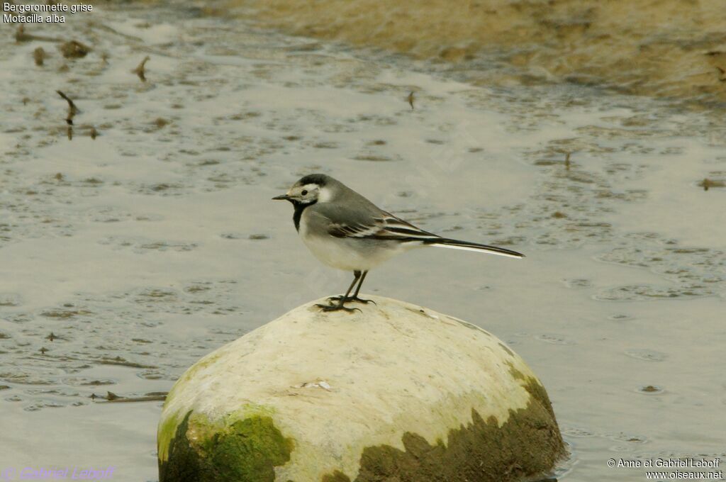 White Wagtail