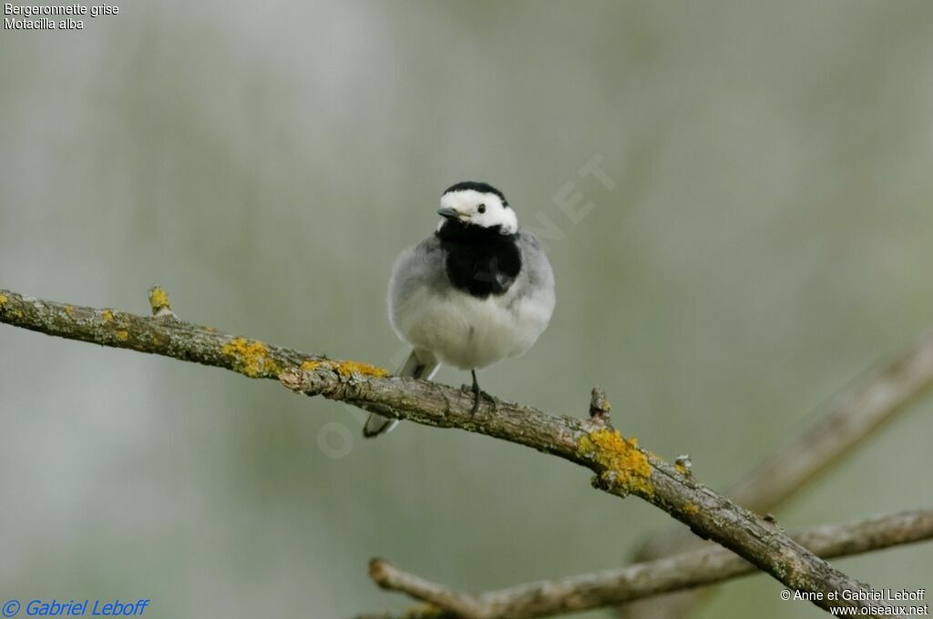 White Wagtail