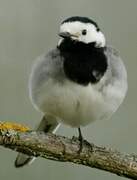 White Wagtail