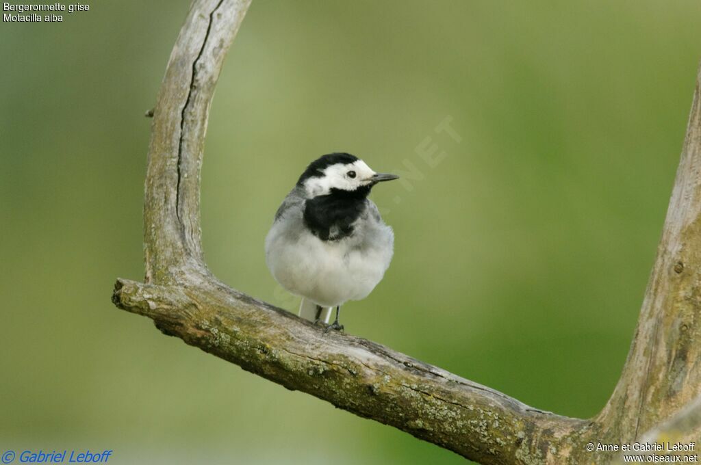 White Wagtail