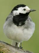 White Wagtail