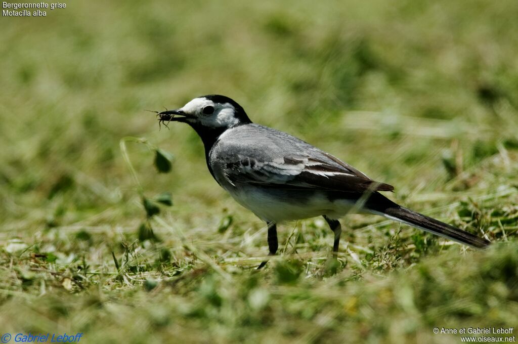 White Wagtail