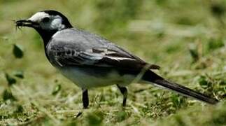 White Wagtail