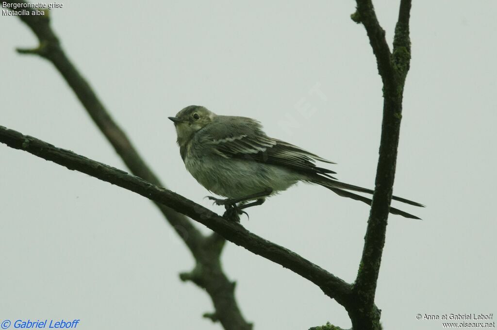 White Wagtailjuvenile