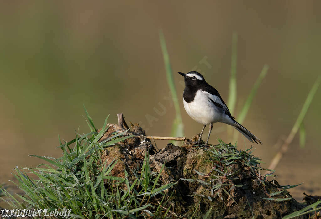 White-browed Wagtailadult