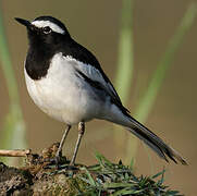 White-browed Wagtail