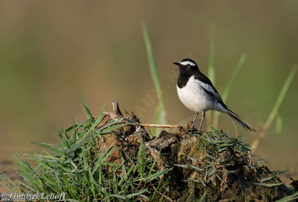 White-browed Wagtail