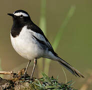 White-browed Wagtail