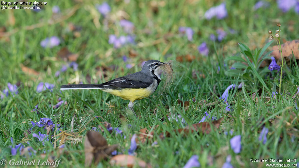 Madagascar Wagtail