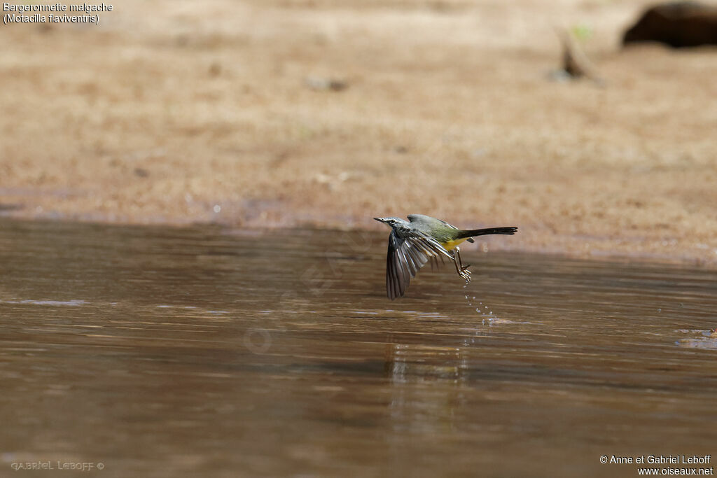 Madagascar Wagtail