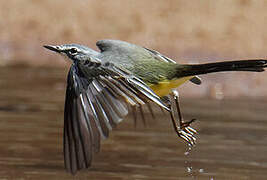 Madagascar Wagtail