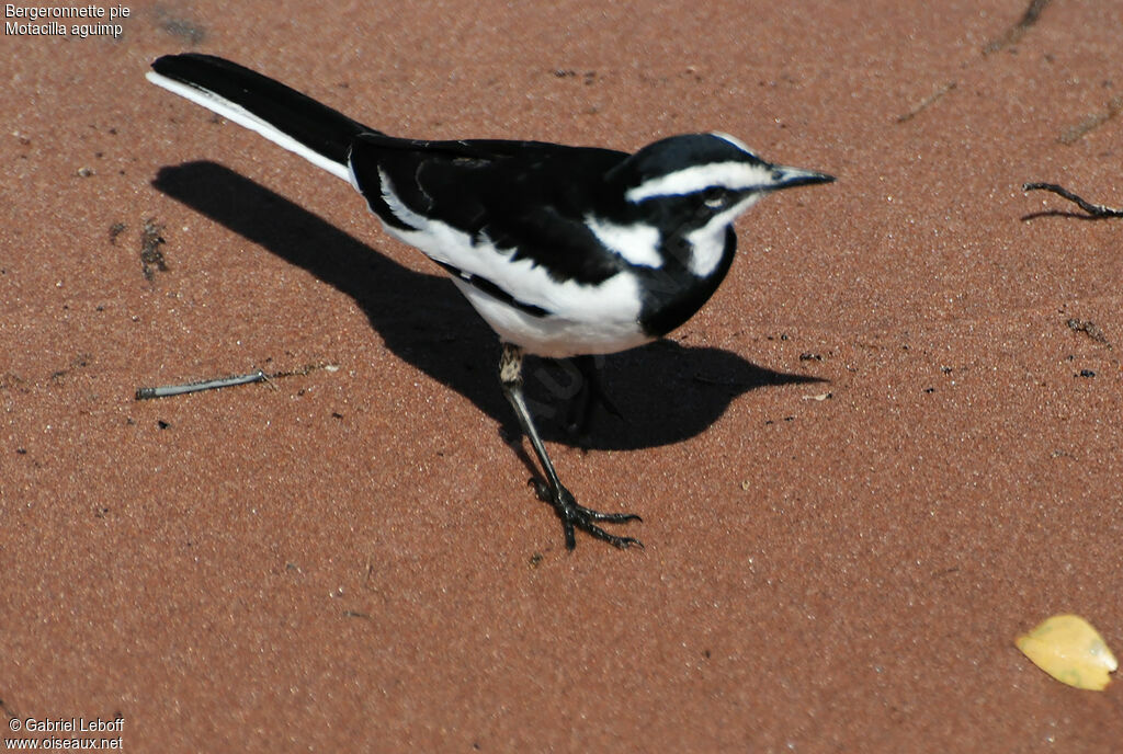 African Pied Wagtail