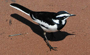 African Pied Wagtail