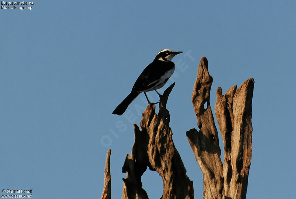 African Pied Wagtail