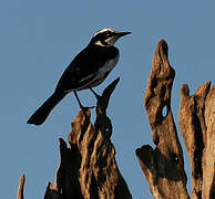 African Pied Wagtail