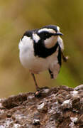 African Pied Wagtail