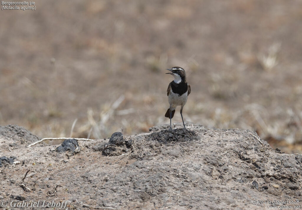 African Pied Wagtailadult