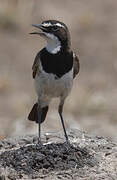 African Pied Wagtail