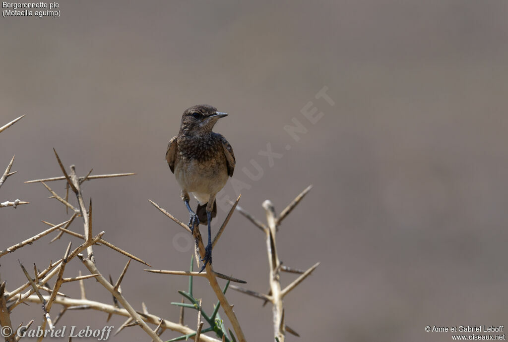 African Pied Wagtailjuvenile