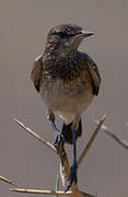 African Pied Wagtail