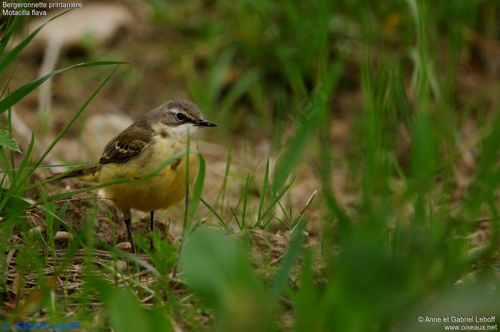 Western Yellow Wagtail female