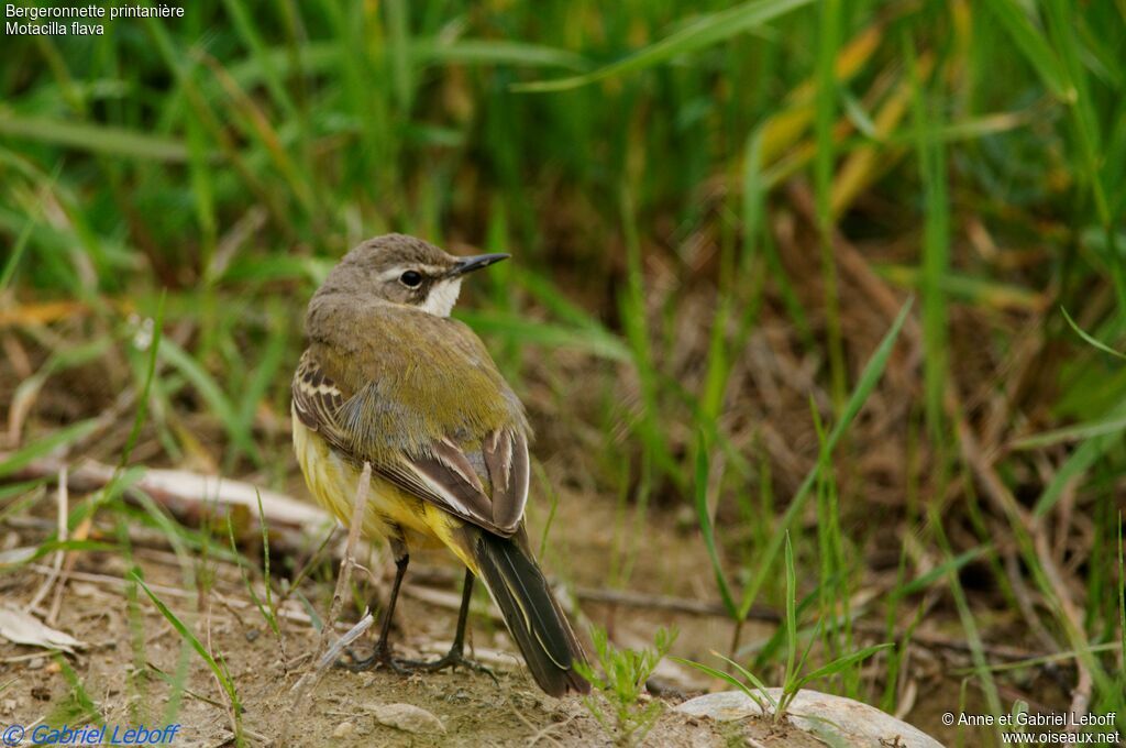 Western Yellow Wagtail female