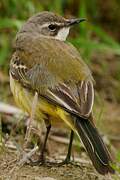 Western Yellow Wagtail