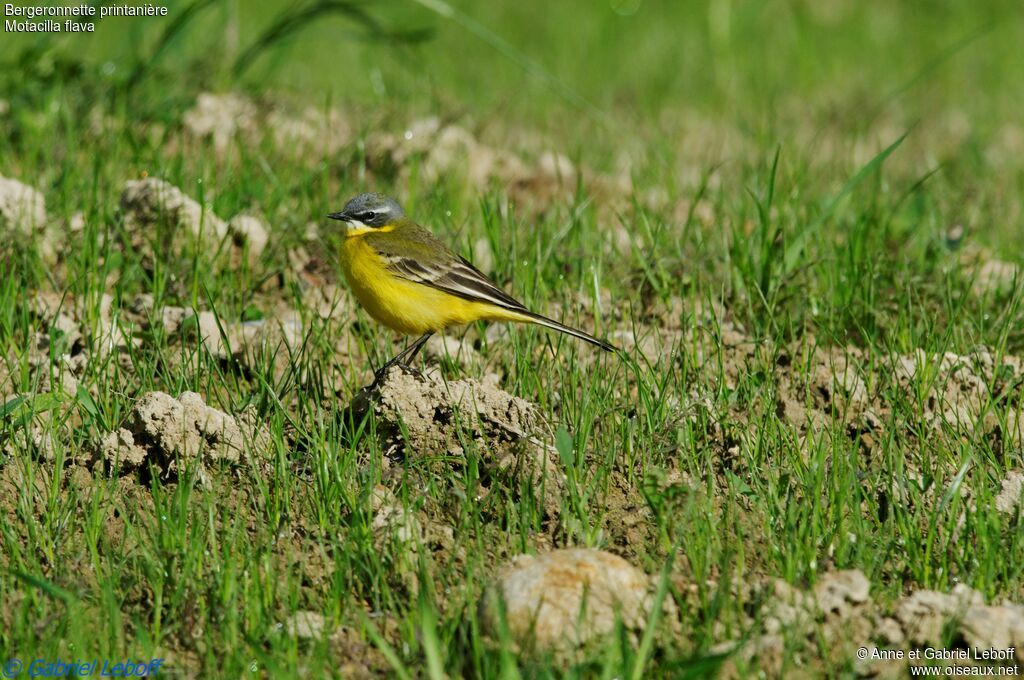 Western Yellow Wagtail male