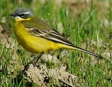 Western Yellow Wagtail