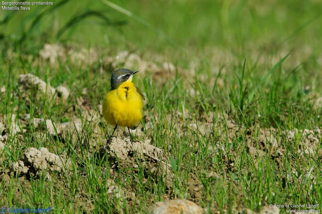 Western Yellow Wagtail male