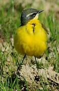 Western Yellow Wagtail