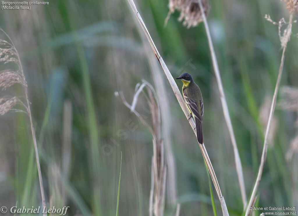 Western Yellow Wagtail