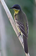 Western Yellow Wagtail