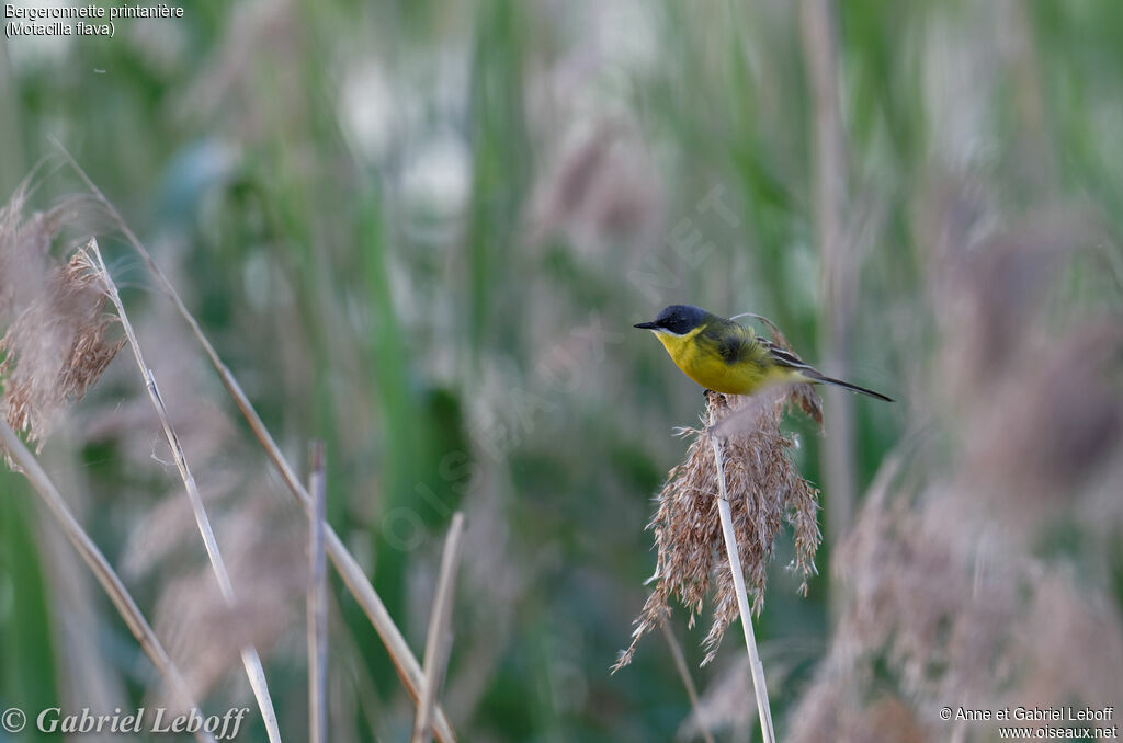 Western Yellow Wagtail