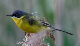 Western Yellow Wagtail