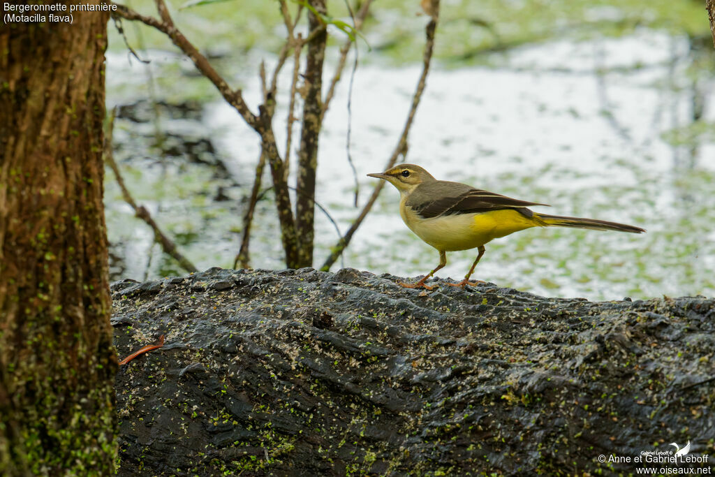 Bergeronnette printanière
