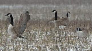 Canada Goose