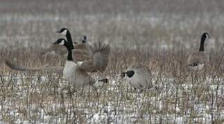 Canada Goose