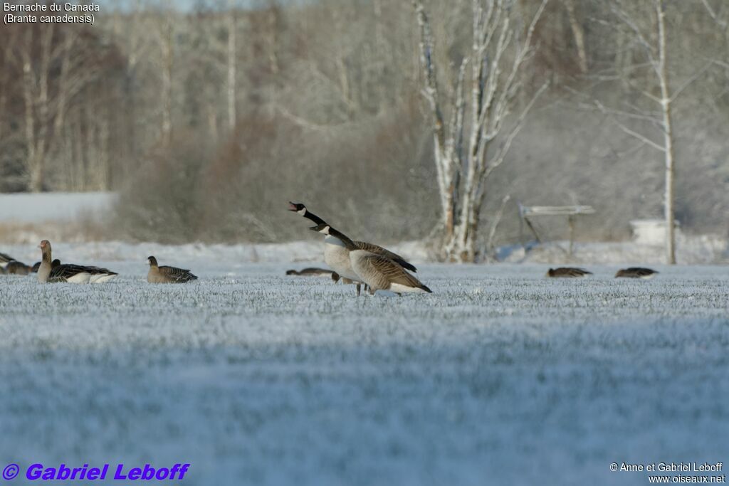 Canada Goose