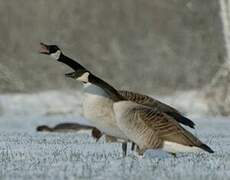 Canada Goose