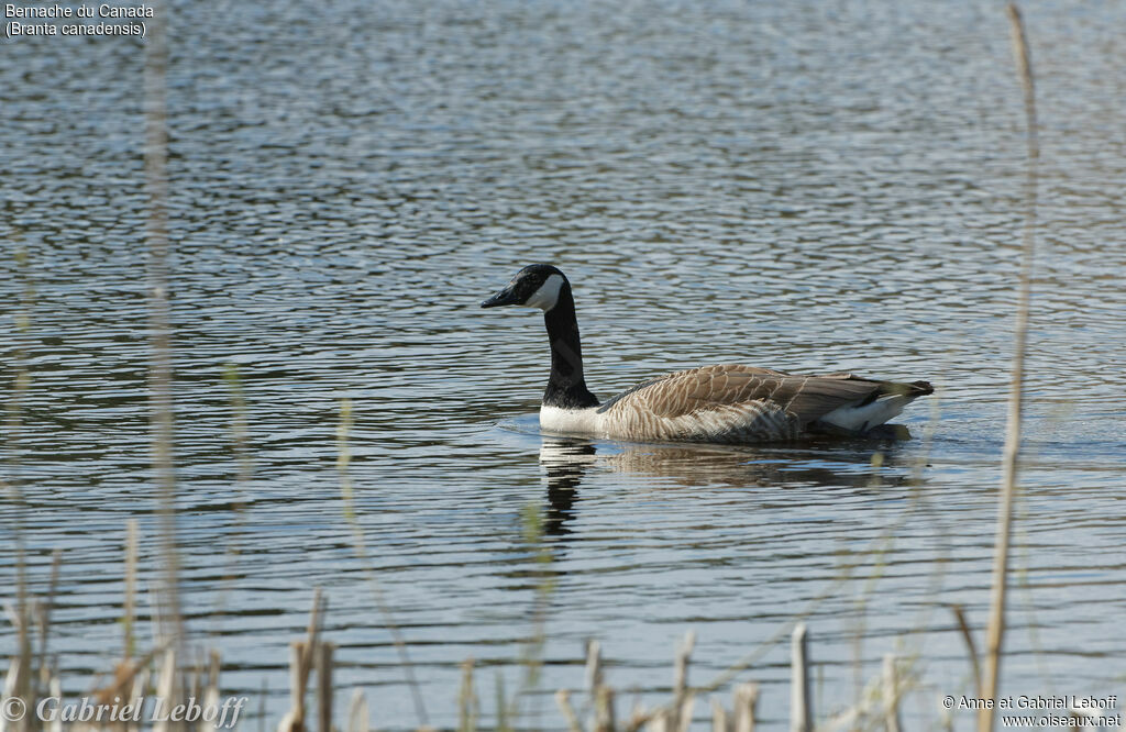 Canada Goose